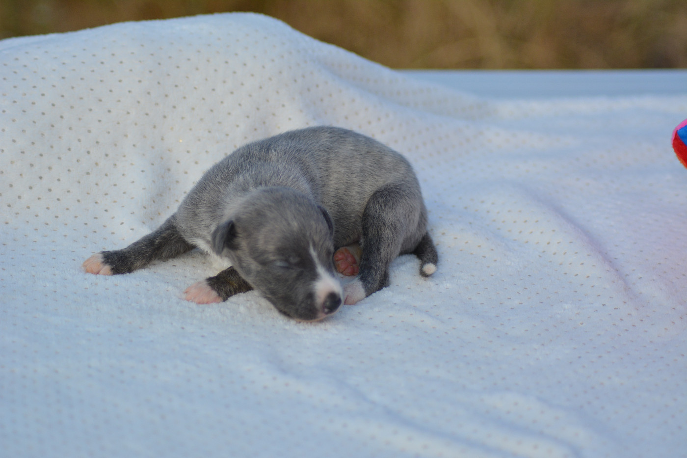 Corinne Lantais - Chiots disponibles - Whippet