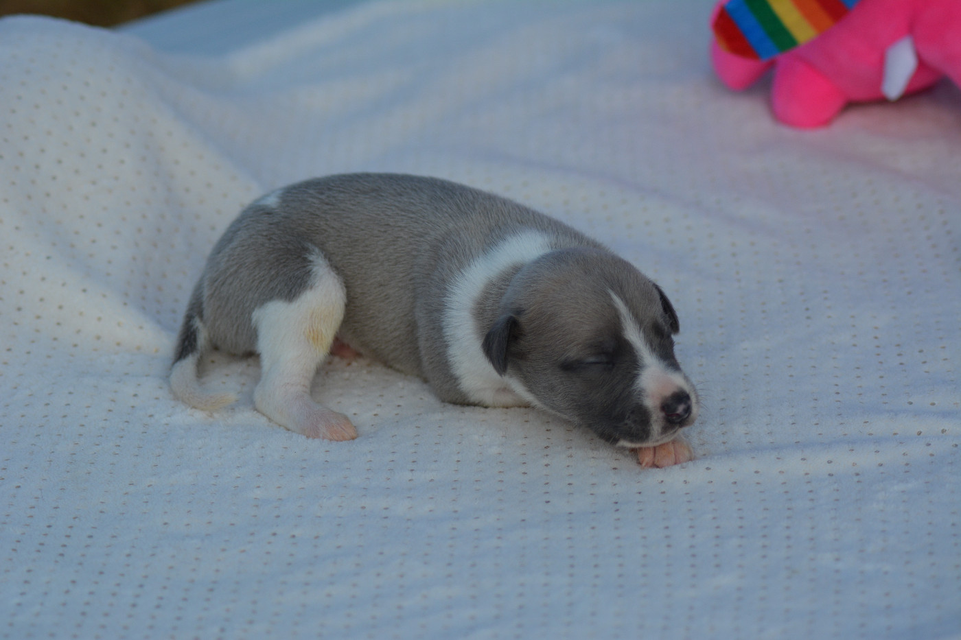 Corinne Lantais - Chiots disponibles - Whippet
