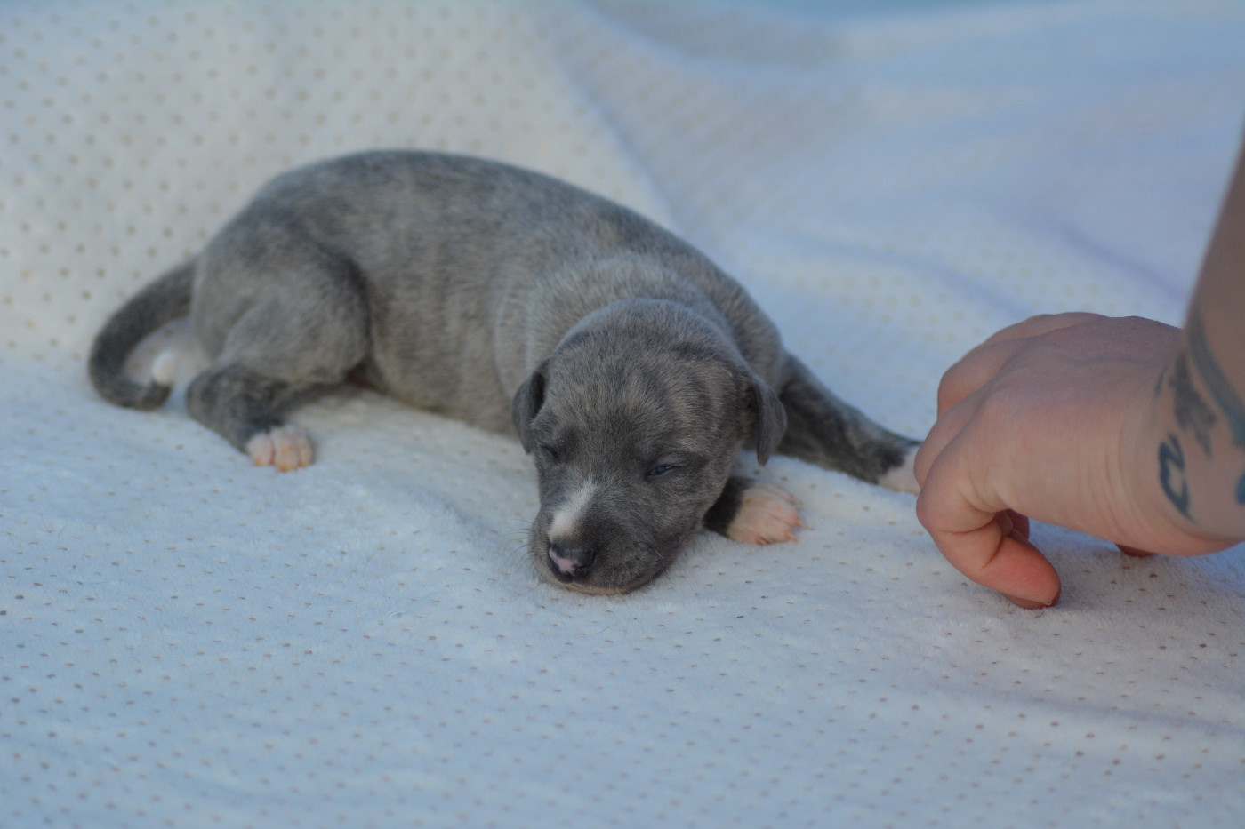 Corinne Lantais - Chiots disponibles - Whippet