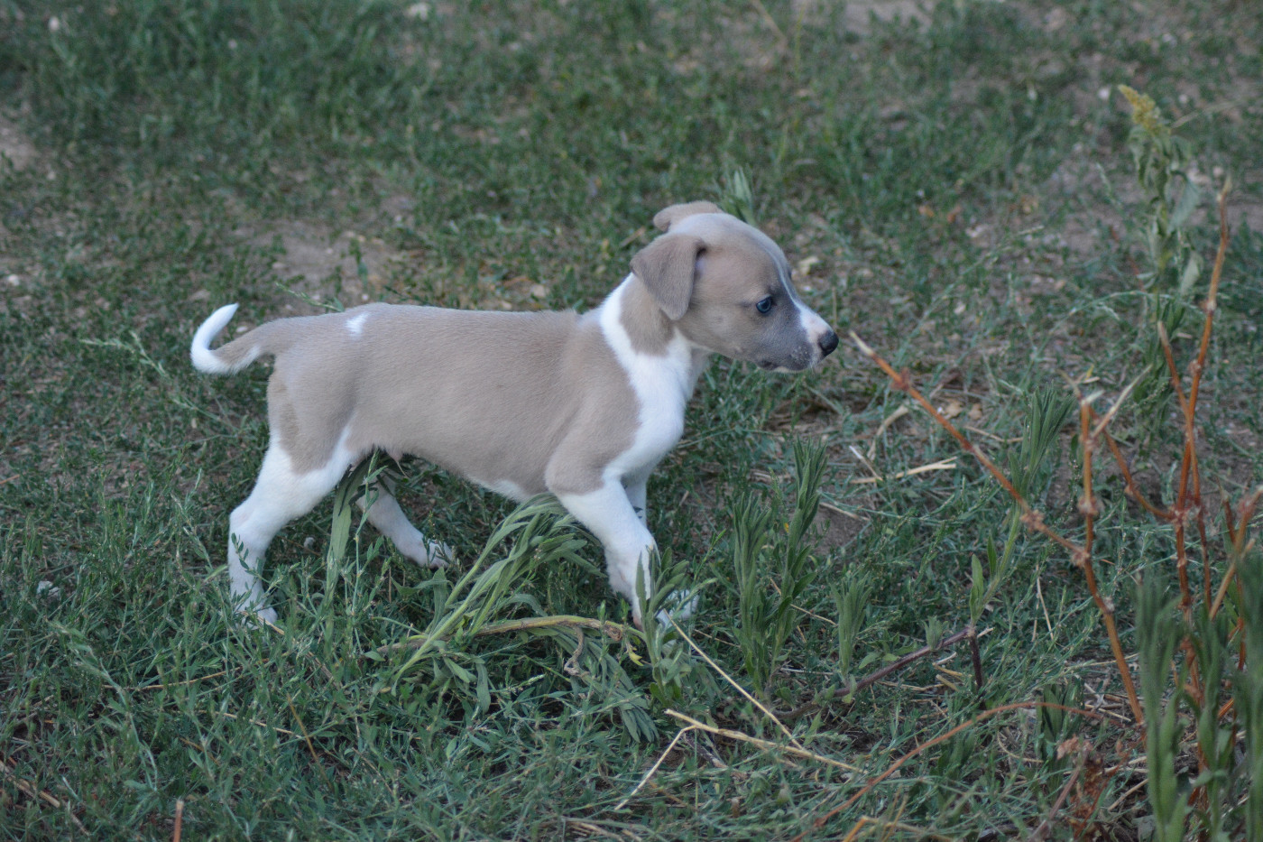Corinne Lantais - Chiots disponibles - Whippet