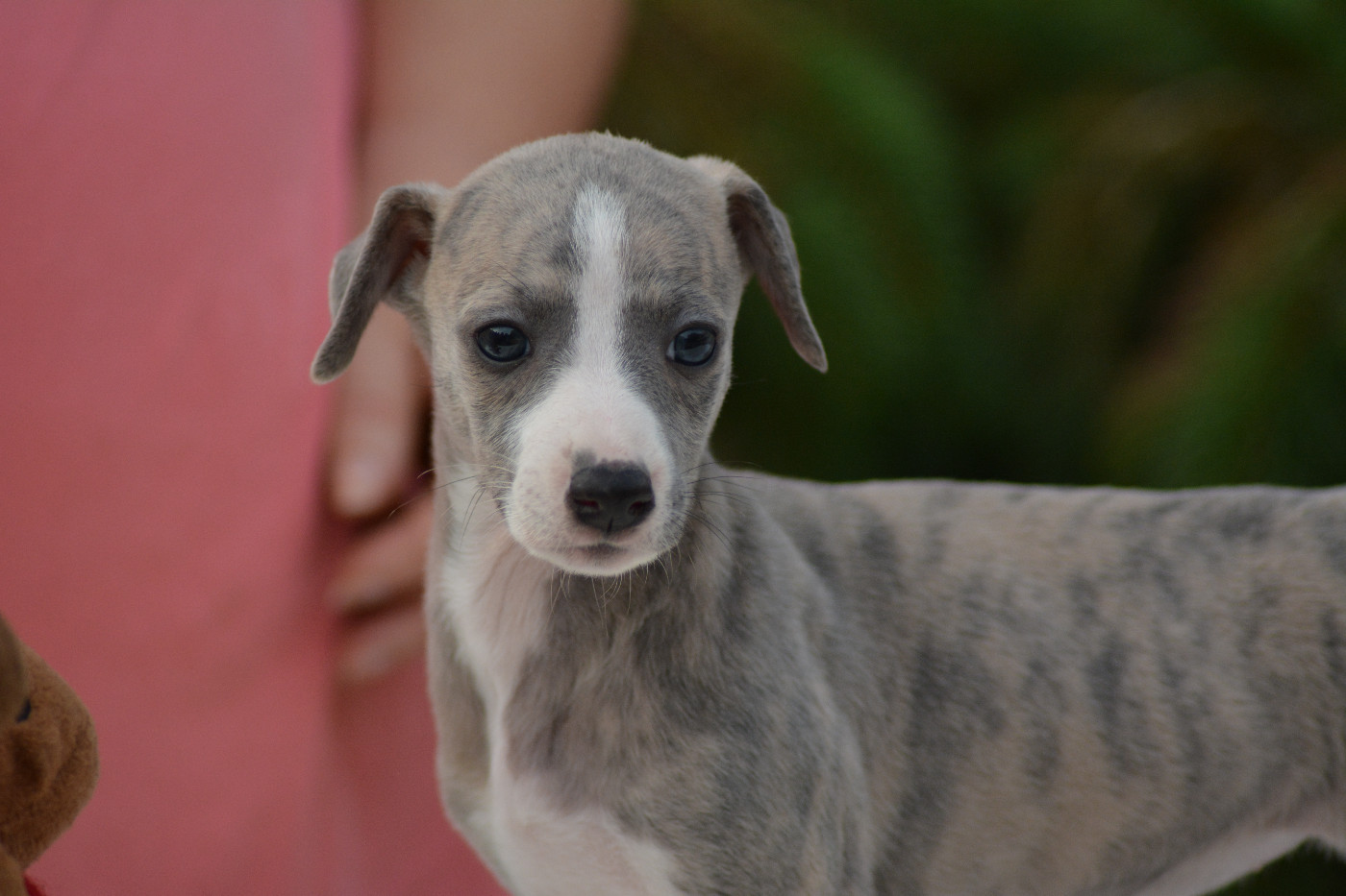 Corinne Lantais - Chiots disponibles - Whippet