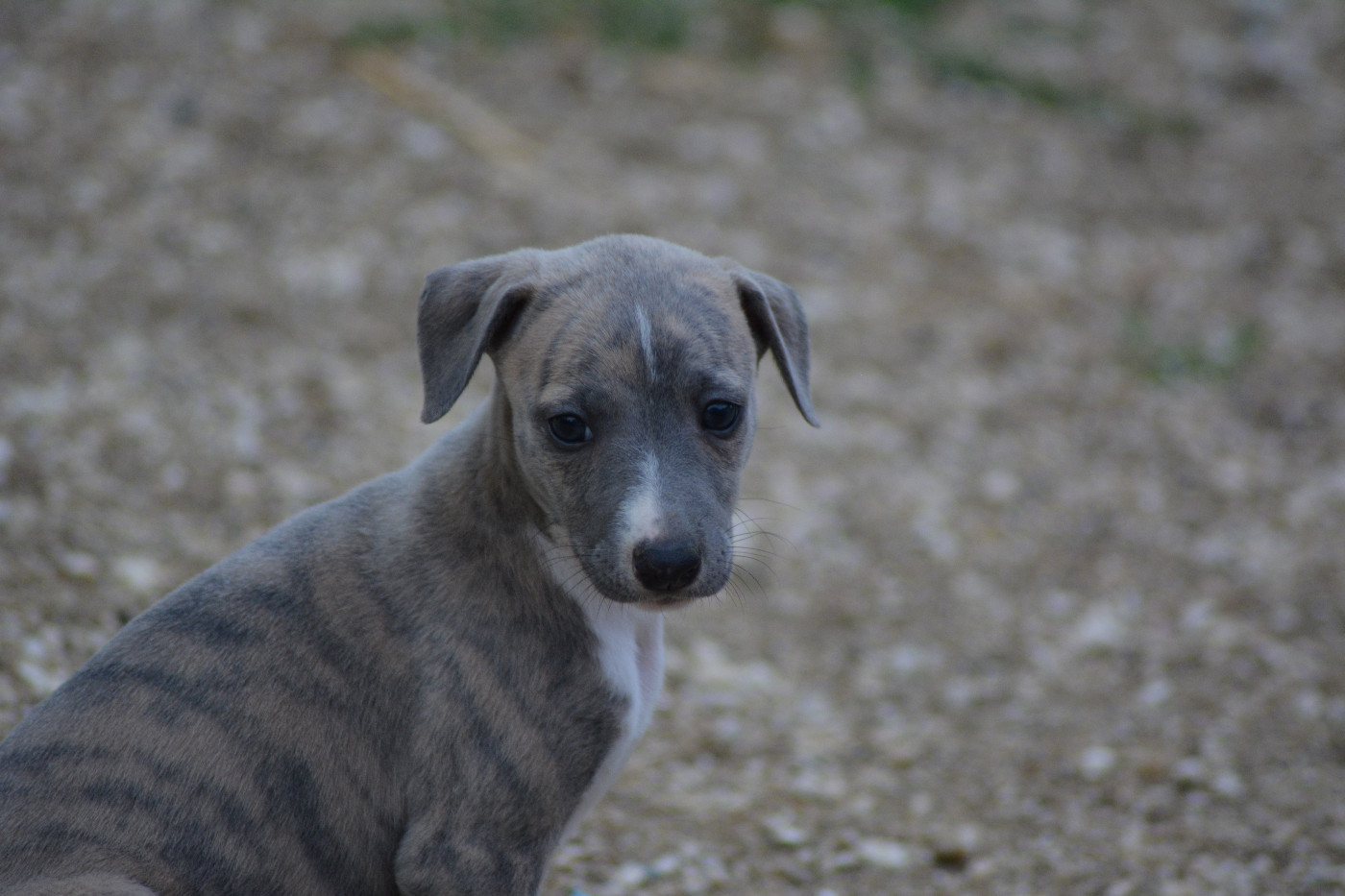 Corinne Lantais - Chiots disponibles - Whippet