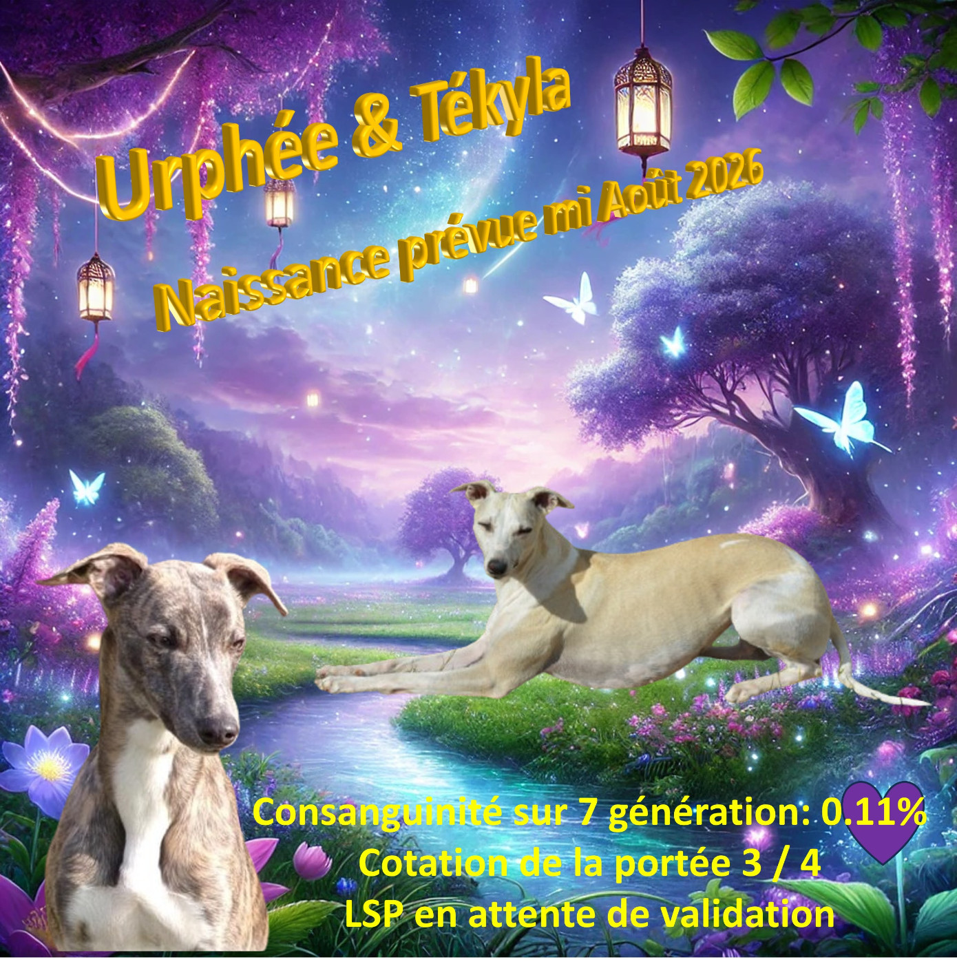 Chiot Whippet Corinne Lantais