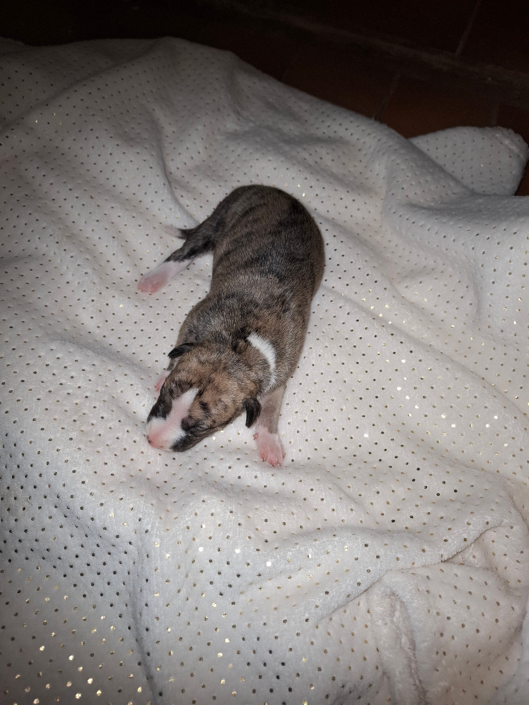 Corinne Lantais - Chiots disponibles - Whippet