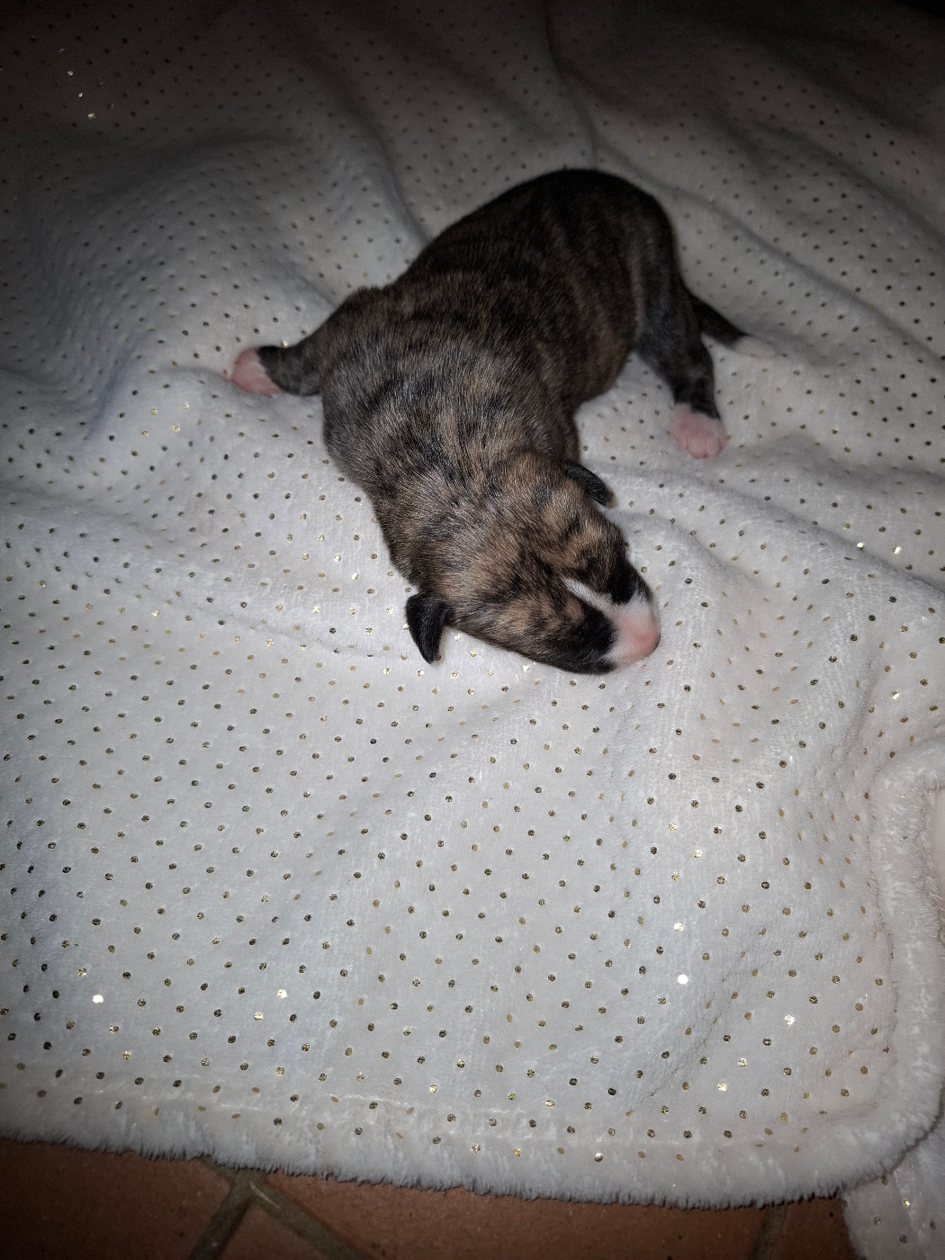 Corinne Lantais - Chiots disponibles - Whippet