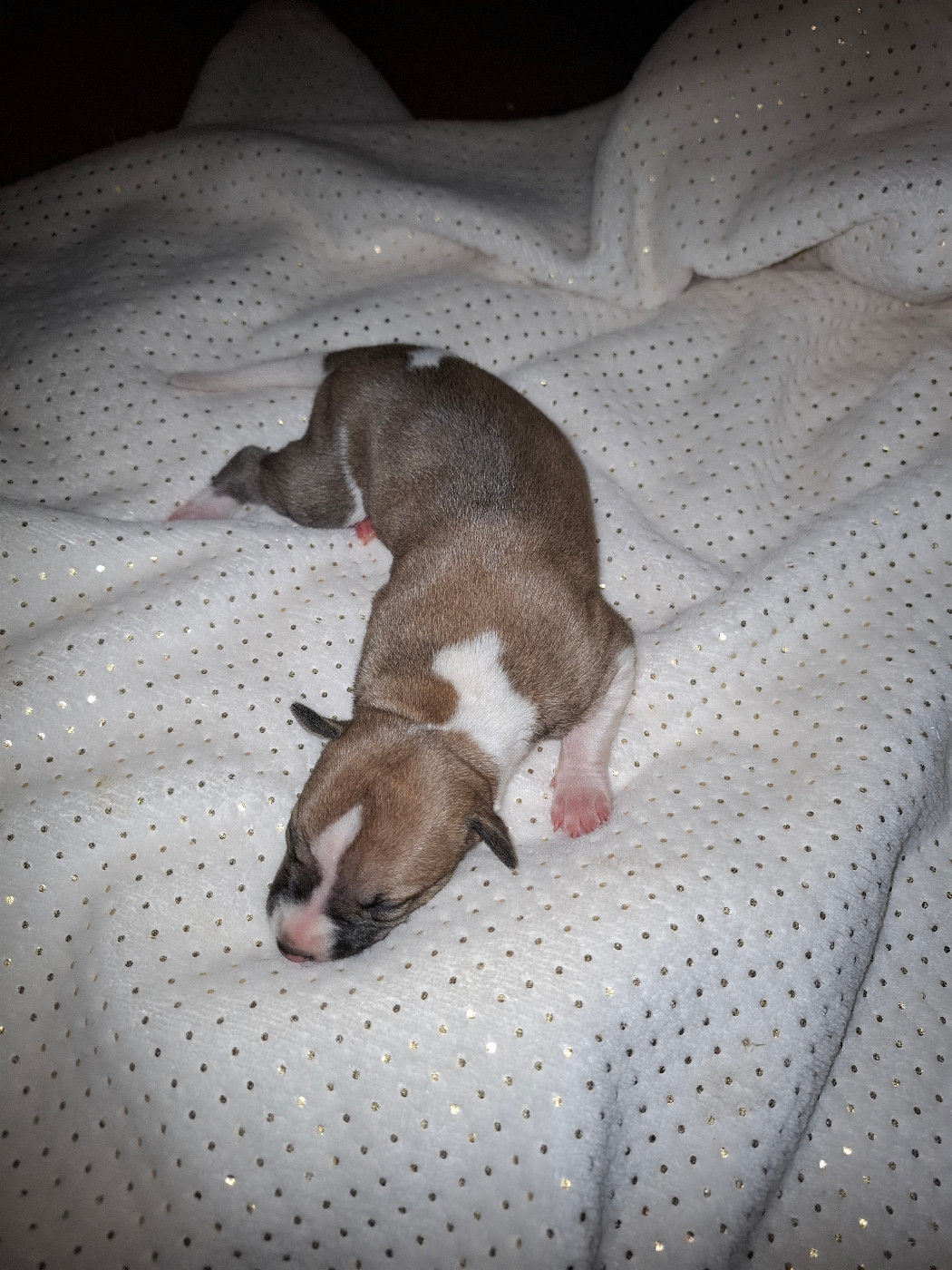 Corinne Lantais - Chiots disponibles - Whippet