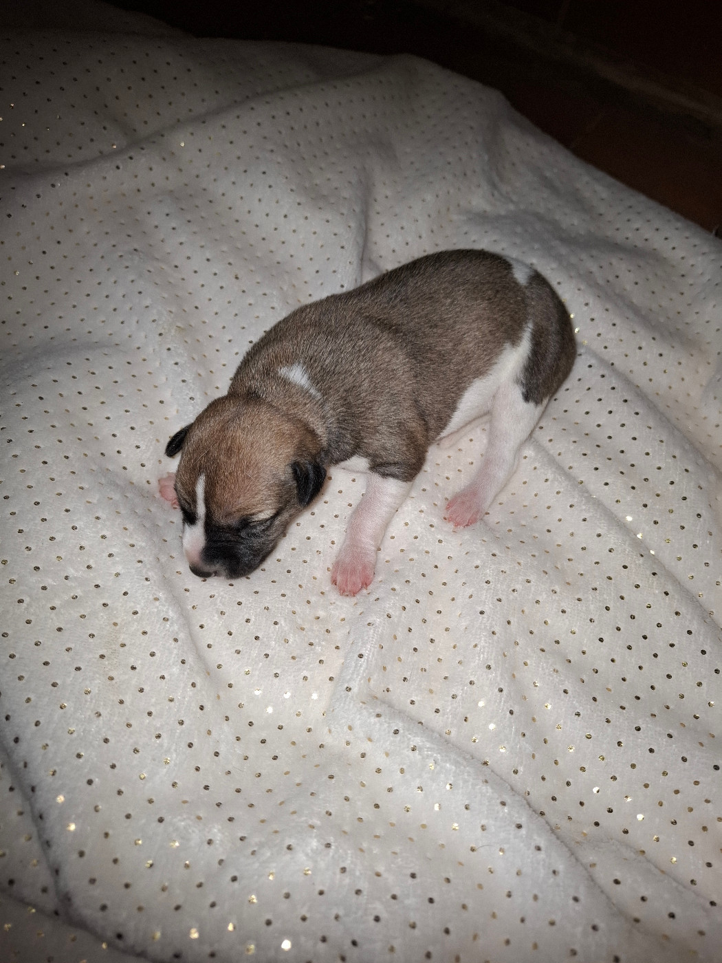 Corinne Lantais - Chiots disponibles - Whippet