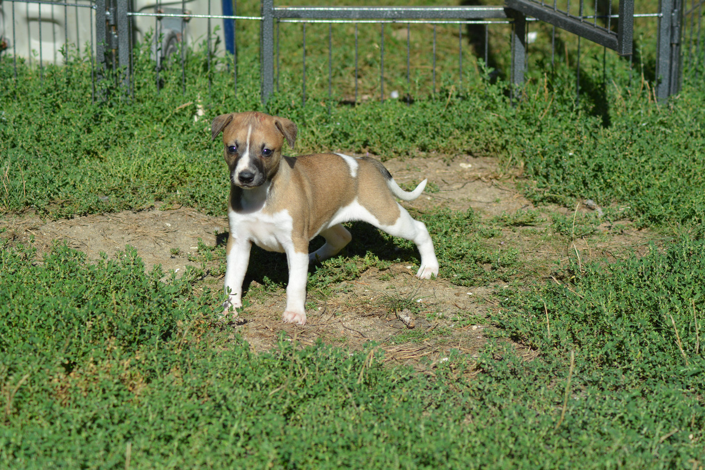 Corinne Lantais - Chiots disponibles - Whippet