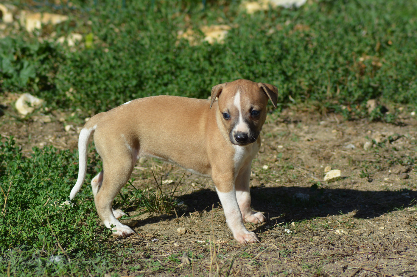 Corinne Lantais - Chiots disponibles - Whippet