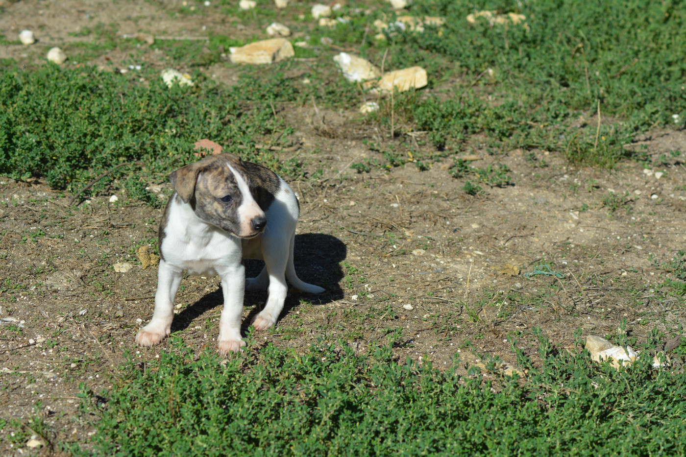 Corinne Lantais - Chiots disponibles - Whippet