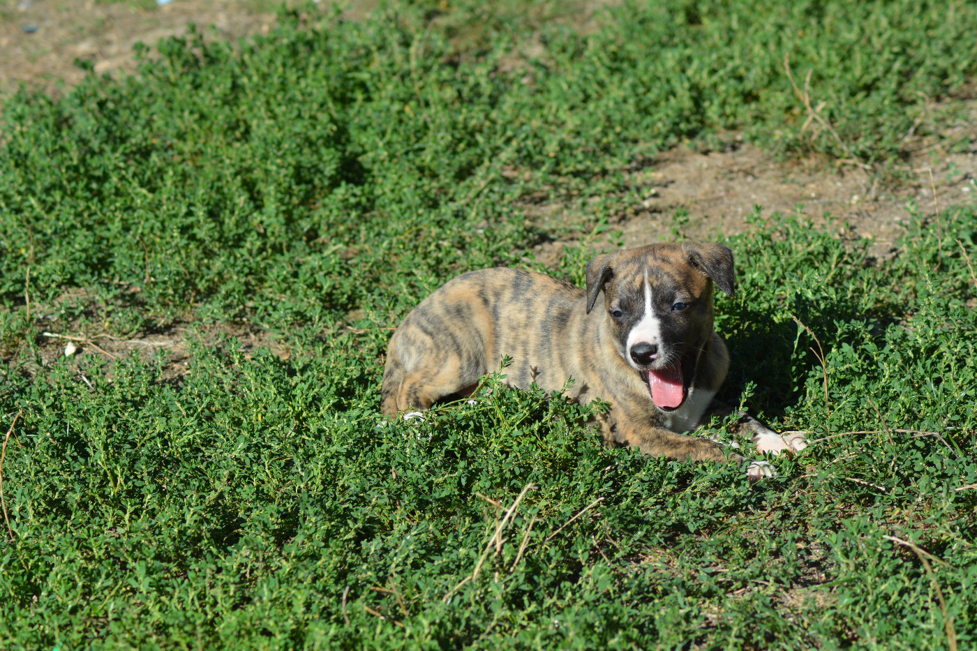 Corinne Lantais - Chiots disponibles - Whippet