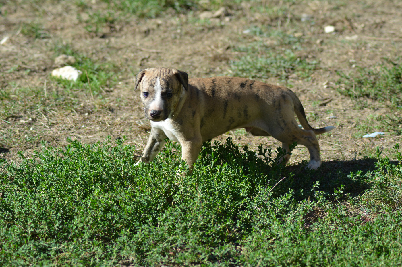 Corinne Lantais - Chiots disponibles - Whippet