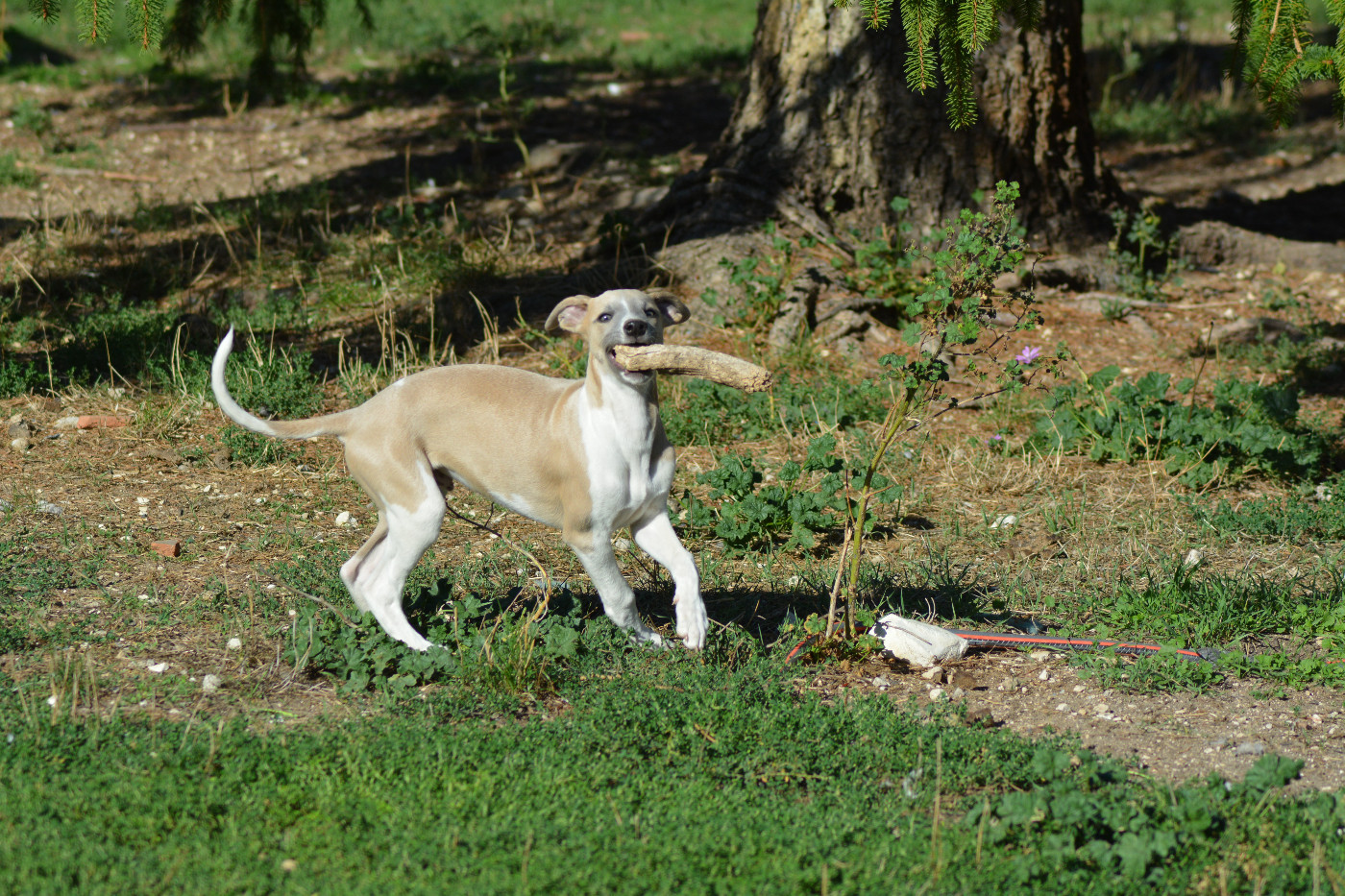 Corinne Lantais - Chiots disponibles - Whippet