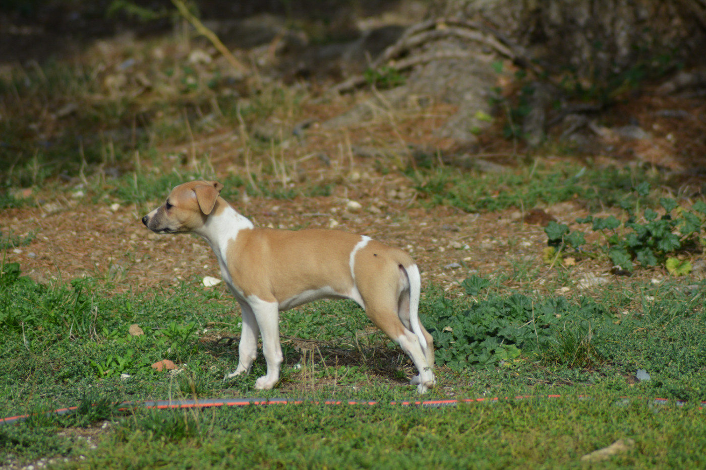Corinne Lantais - Chiots disponibles - Whippet