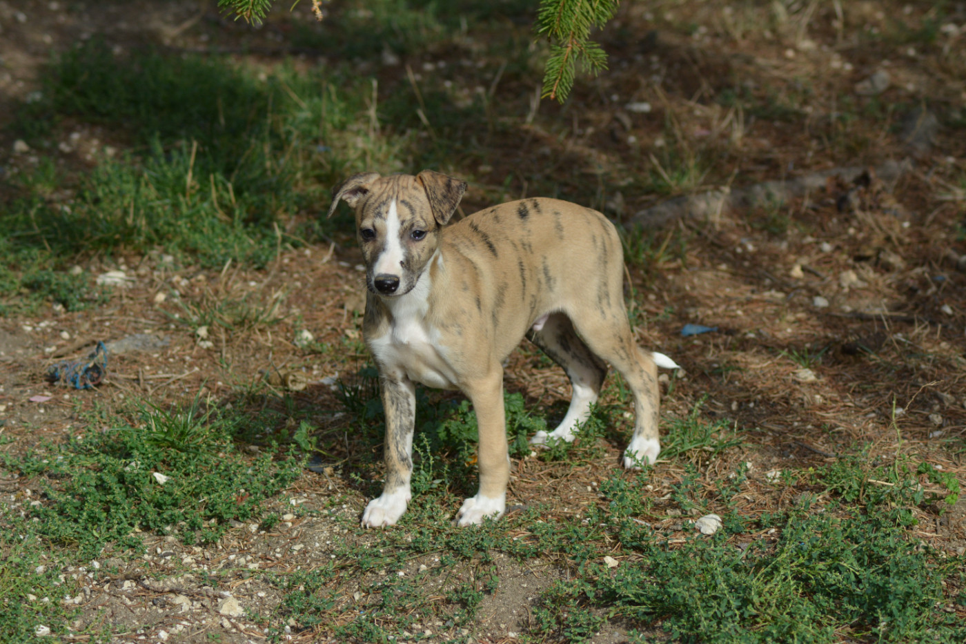 Corinne Lantais - Chiots disponibles - Whippet