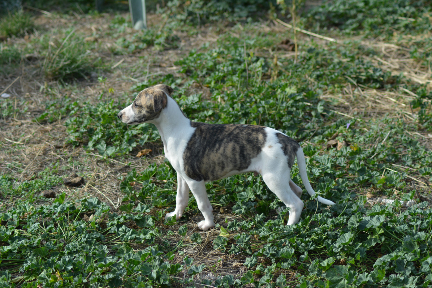 Corinne Lantais - Chiots disponibles - Whippet