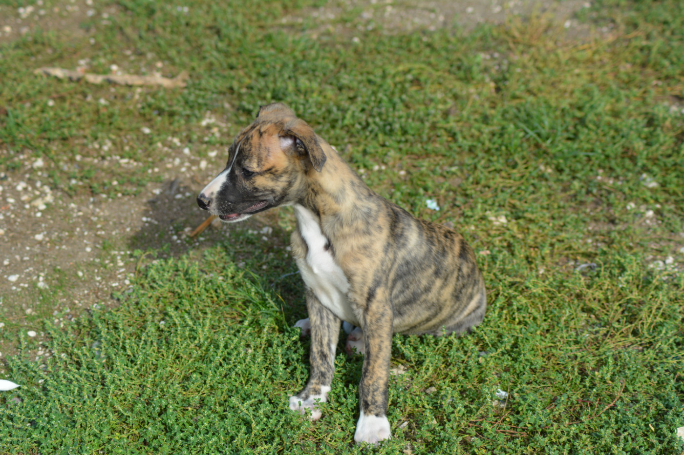 Corinne Lantais - Chiots disponibles - Whippet