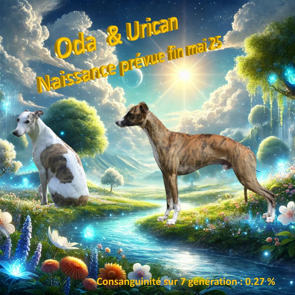 Chiot Whippet Corinne Lantais