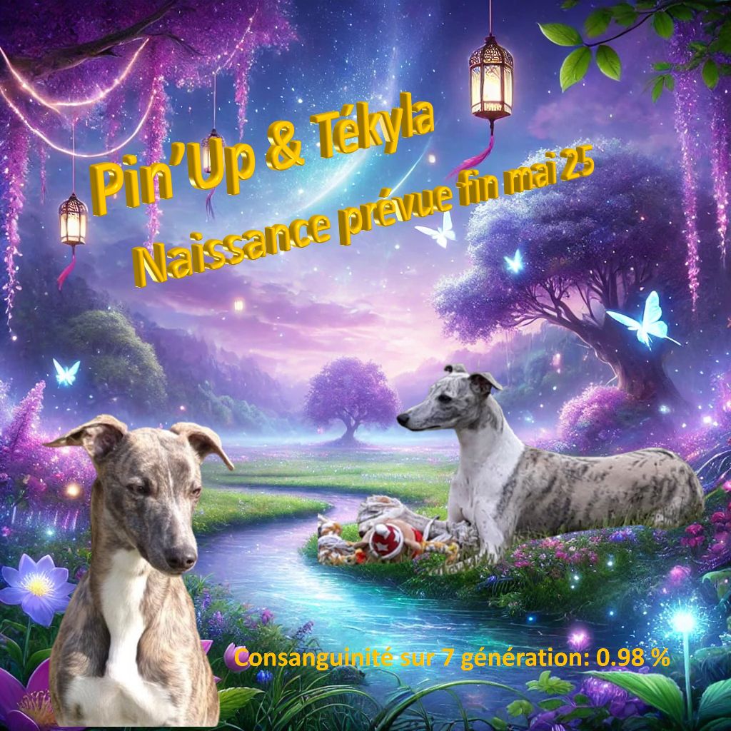 Chiot Whippet Corinne Lantais