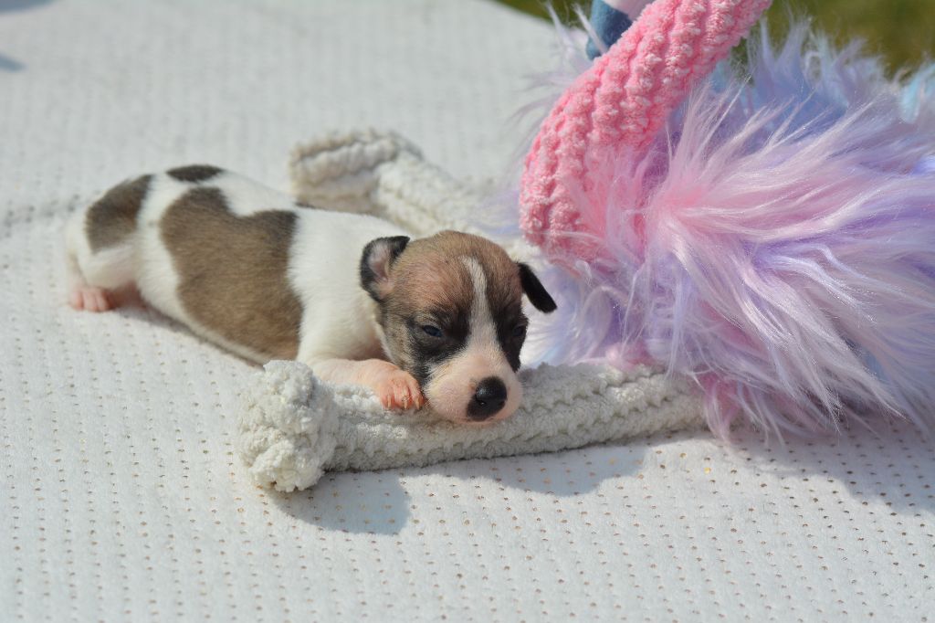Corinne Lantais - Chiots disponibles - Whippet