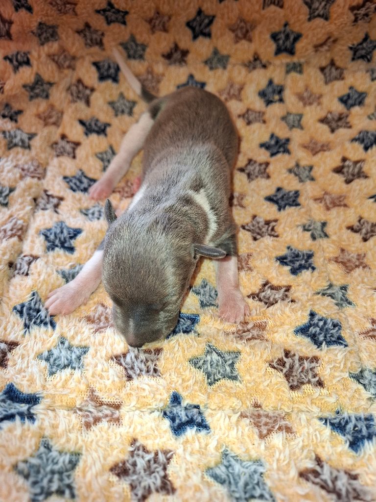 Corinne Lantais - Chiots disponibles - Whippet