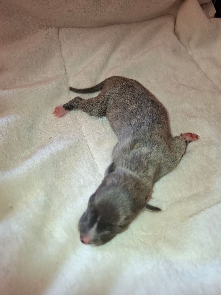 Corinne Lantais - Chiots disponibles - Whippet