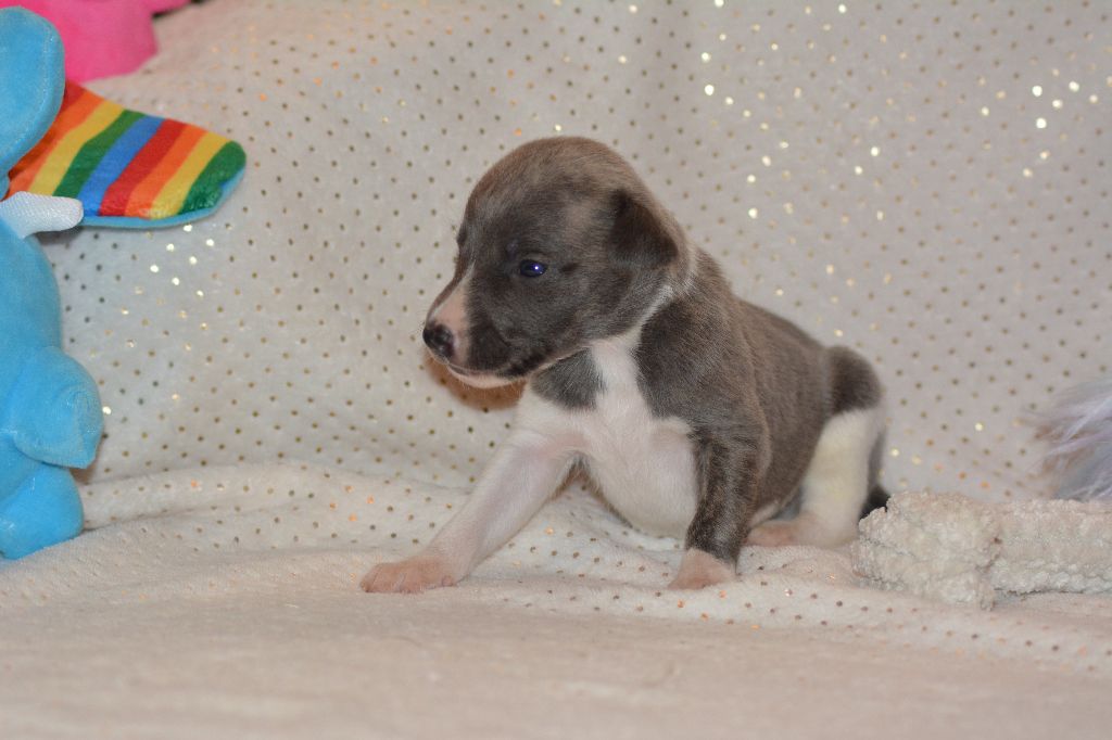 Corinne Lantais - Chiots disponibles - Whippet