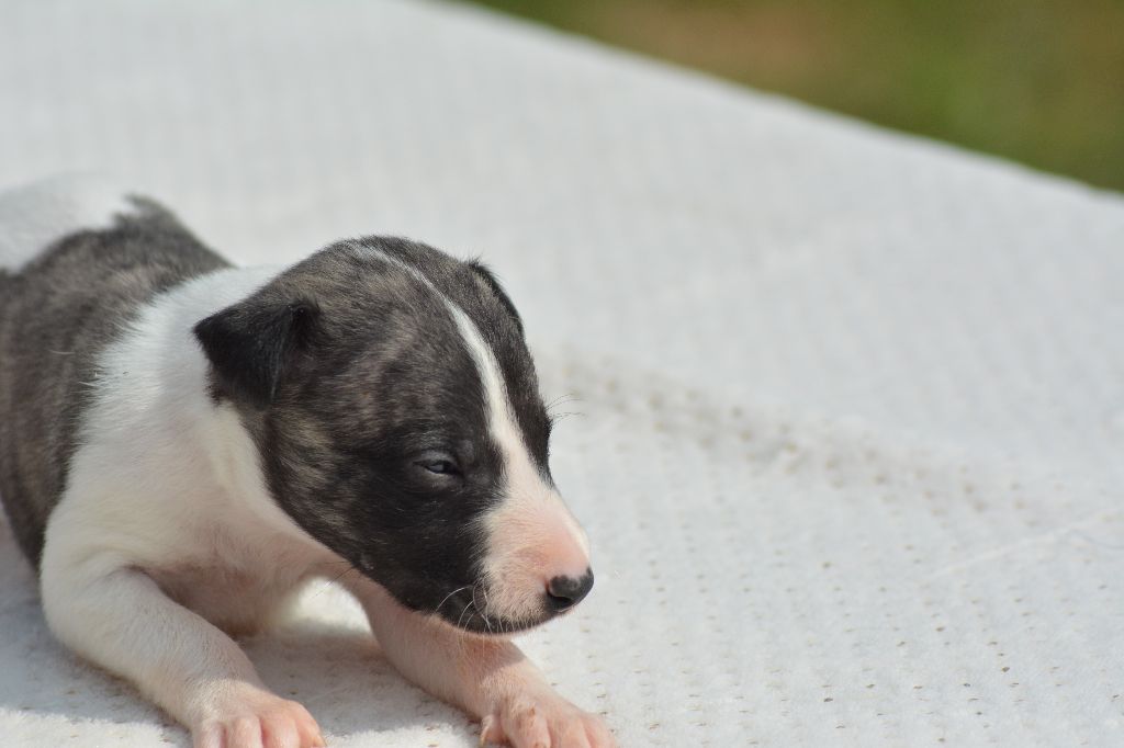 Corinne Lantais - Chiots disponibles - Whippet
