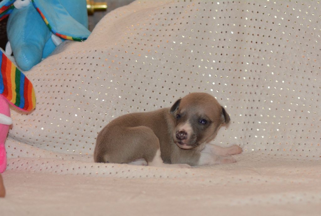 Corinne Lantais - Chiots disponibles - Whippet