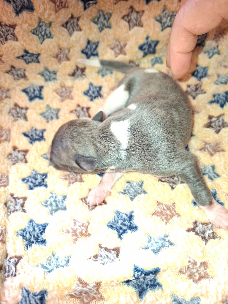 Corinne Lantais - Chiots disponibles - Whippet