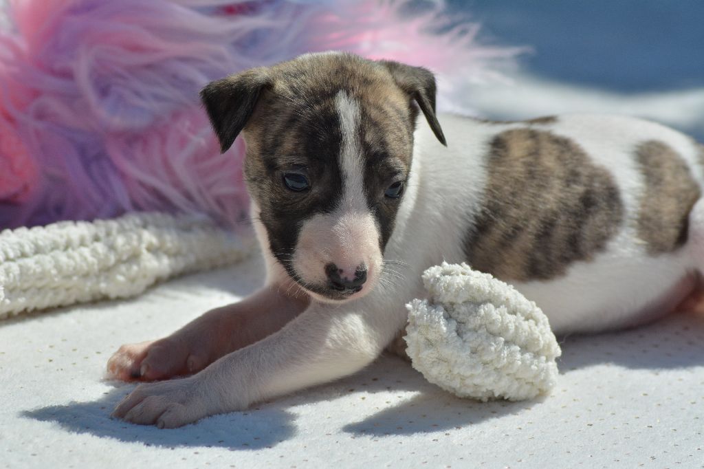 Corinne Lantais - Chiots disponibles - Whippet