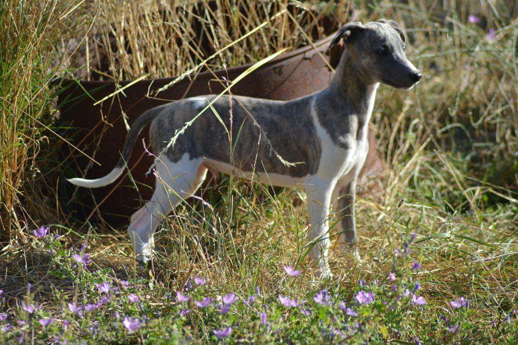 Corinne Lantais - Chiots disponibles - Whippet