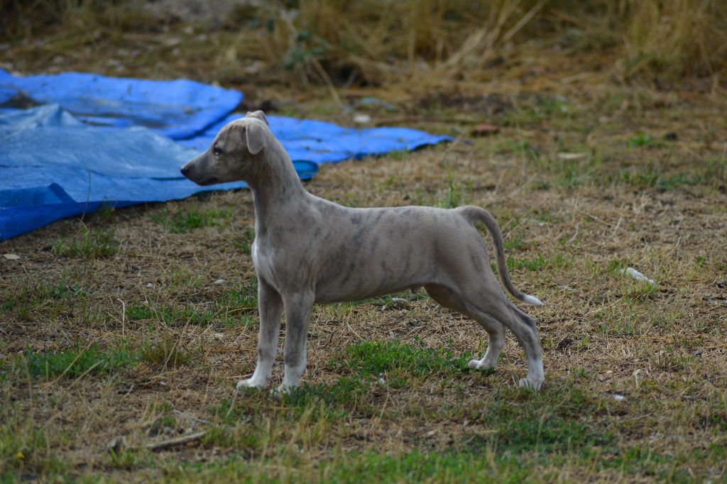 Corinne Lantais - Chiots disponibles - Whippet