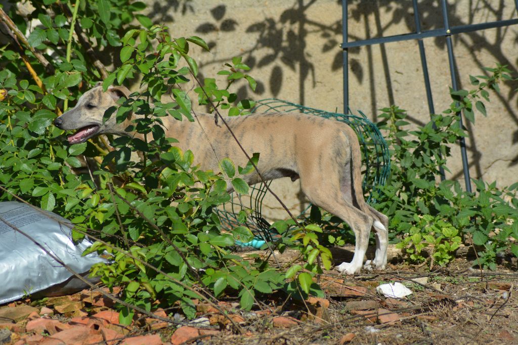 Corinne Lantais - Chiots disponibles - Whippet