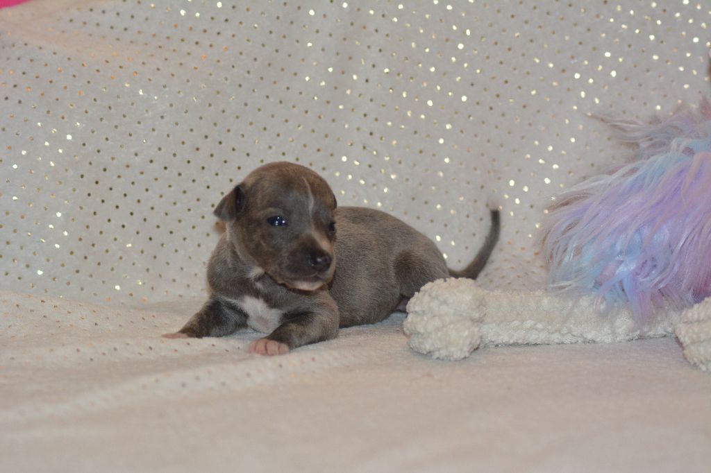 Corinne Lantais - Chiots disponibles - Whippet