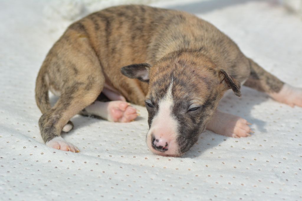 Corinne Lantais - Chiots disponibles - Whippet