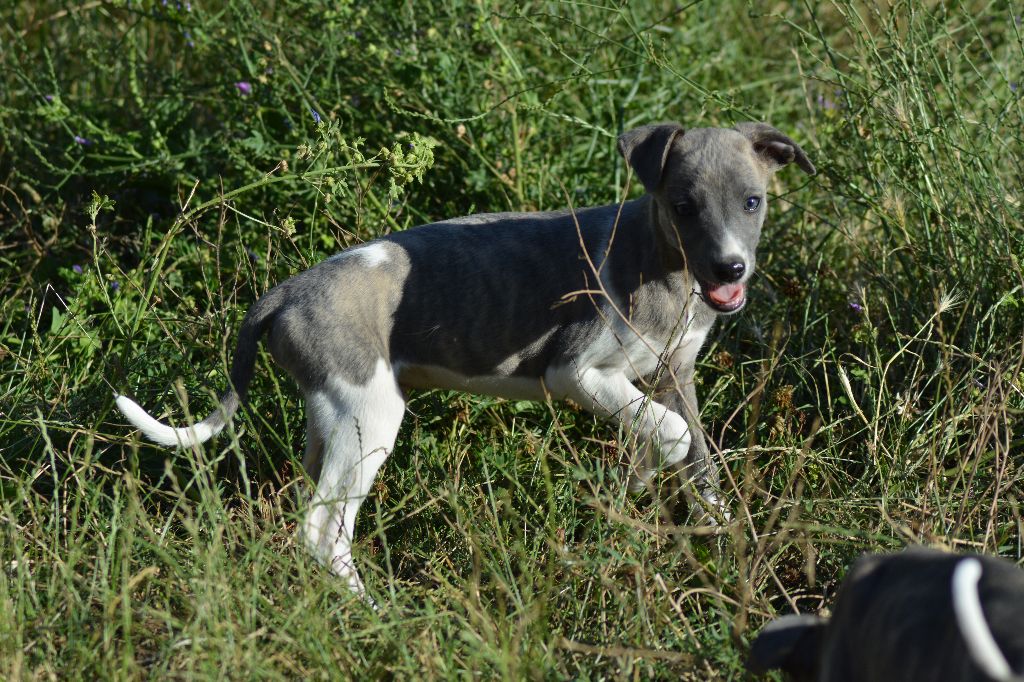Corinne Lantais - Chiots disponibles - Whippet