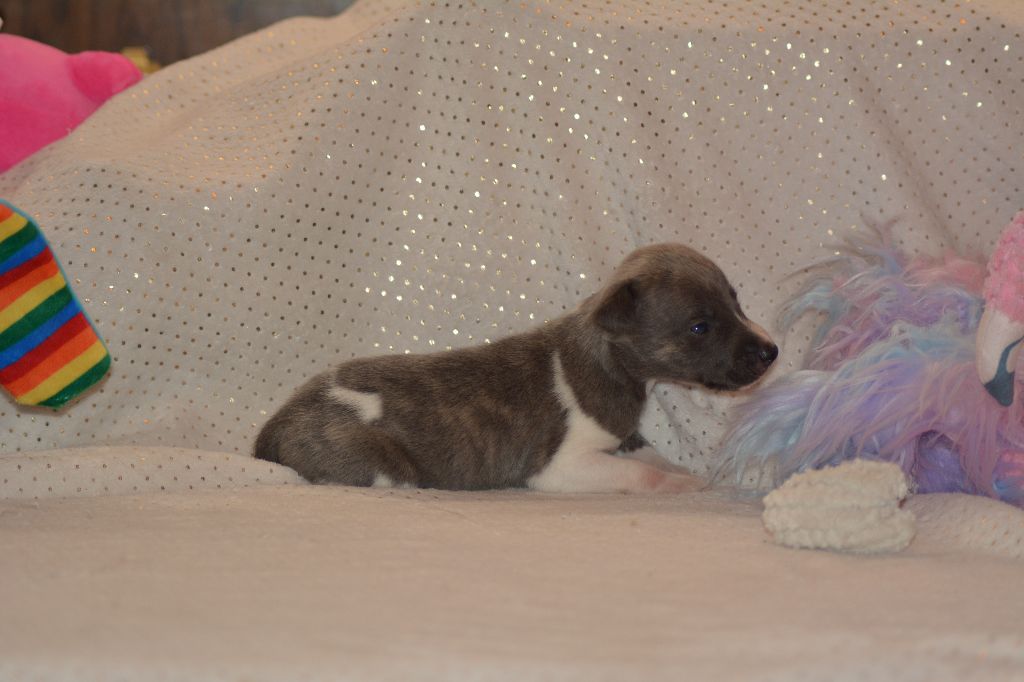 Corinne Lantais - Chiots disponibles - Whippet