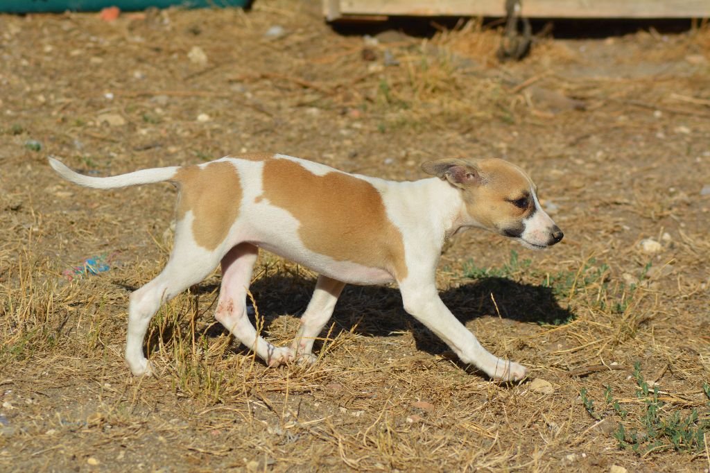 Corinne Lantais - Chiots disponibles - Whippet