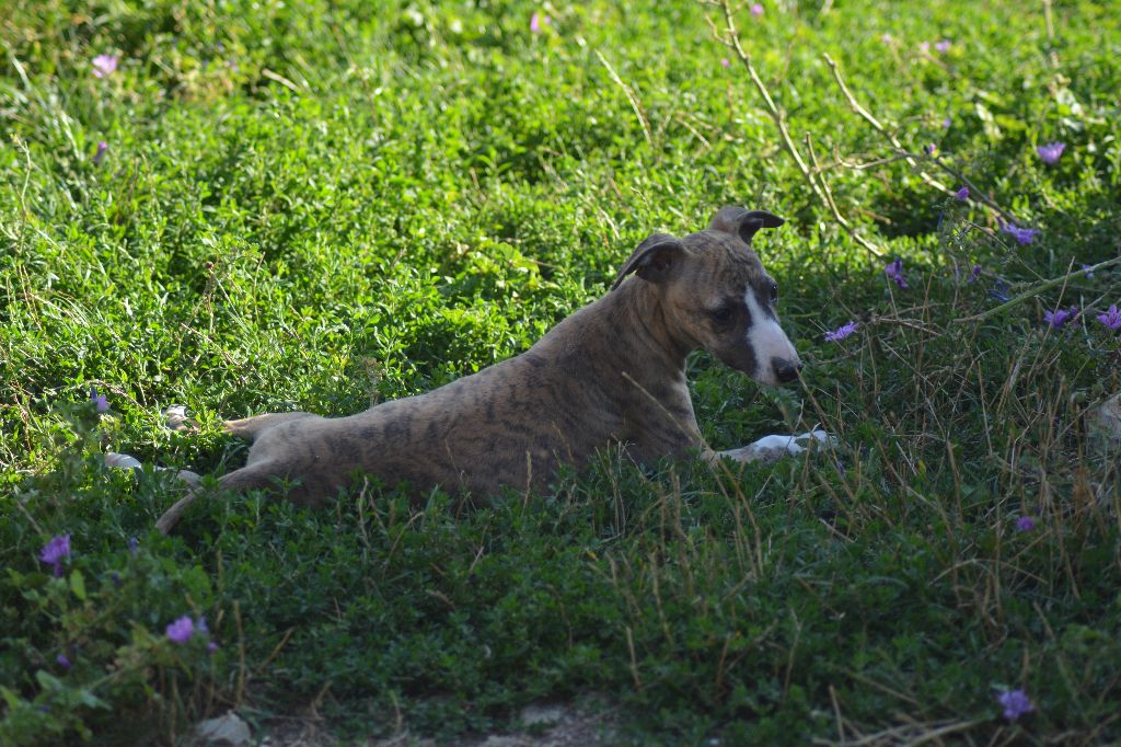 Corinne Lantais - Chiots disponibles - Whippet