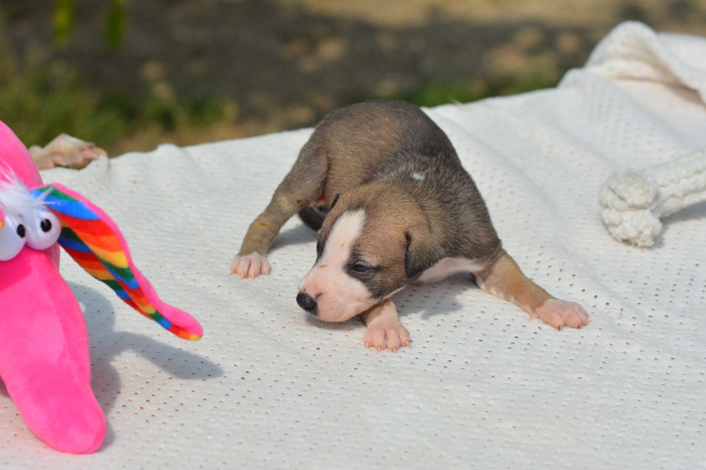 Corinne Lantais - Chiots disponibles - Whippet