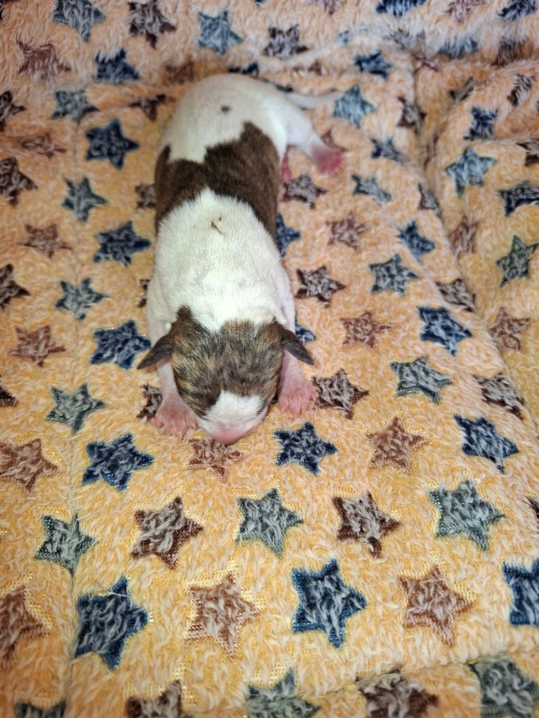 Corinne Lantais - Chiots disponibles - Whippet
