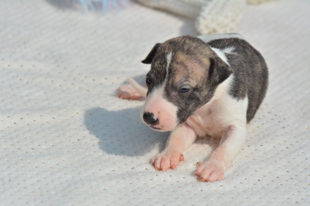 Corinne Lantais - Chiots disponibles - Whippet