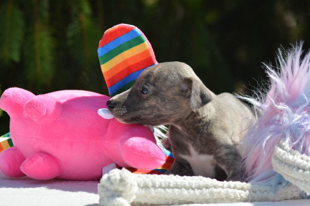 Corinne Lantais - Chiots disponibles - Whippet