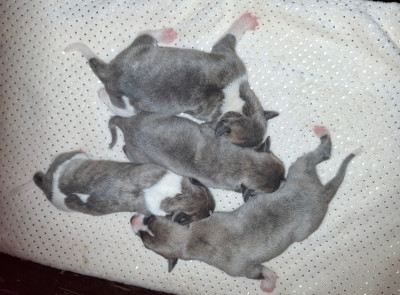 CHIOT 5