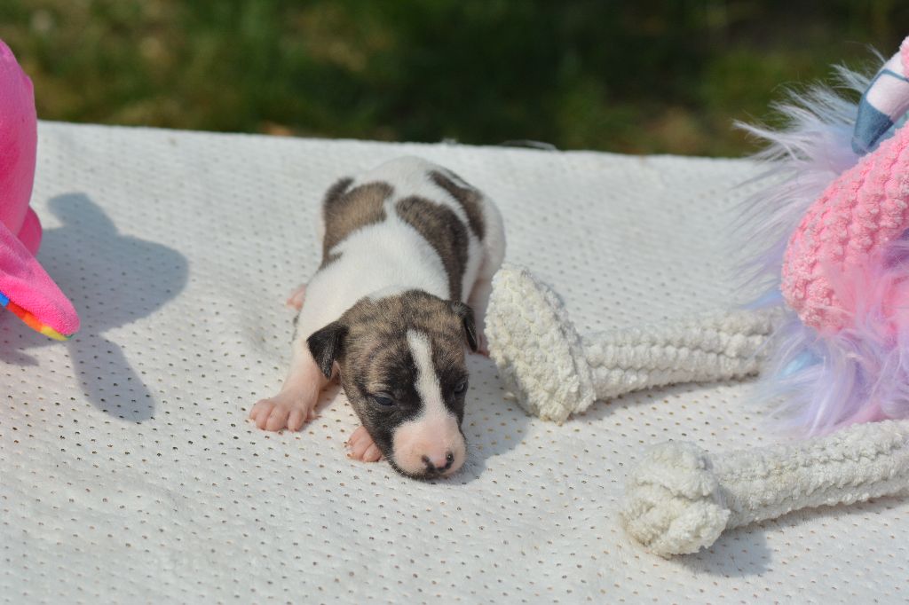 Corinne Lantais - Chiots disponibles - Whippet