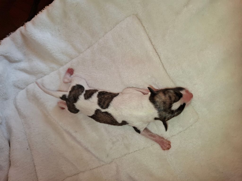 Corinne Lantais - Chiots disponibles - Whippet