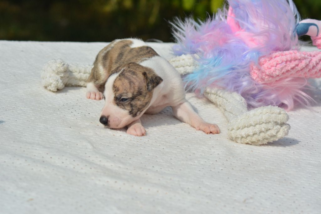 Corinne Lantais - Chiots disponibles - Whippet