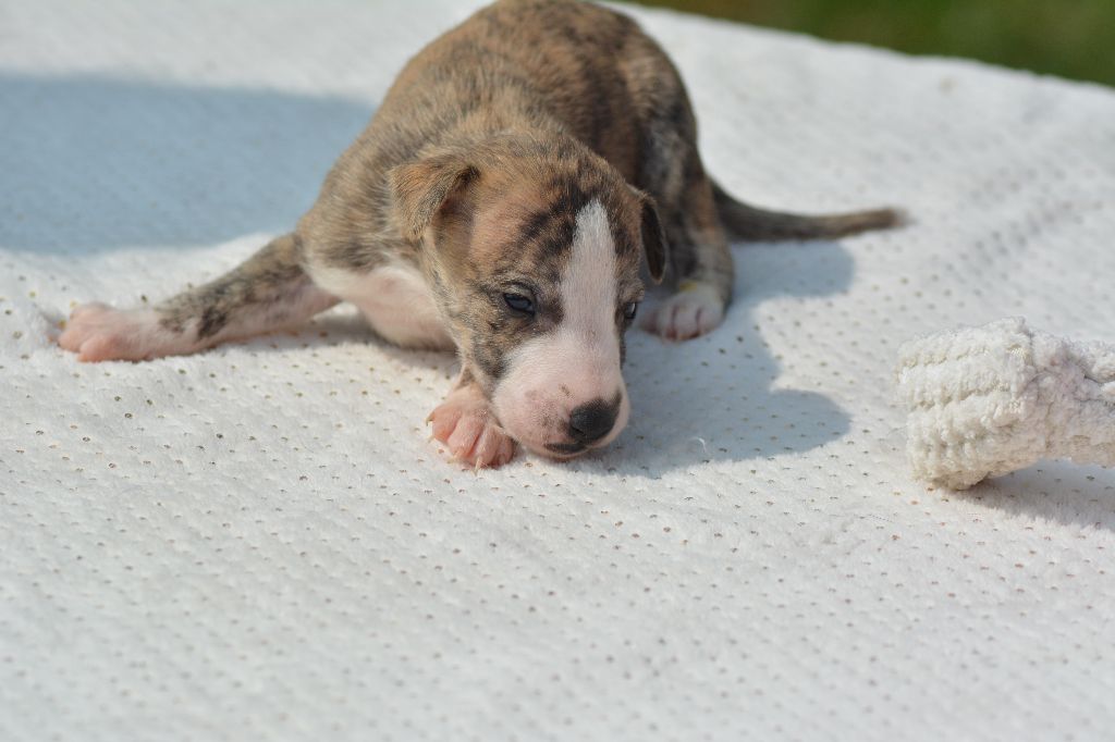Corinne Lantais - Chiots disponibles - Whippet