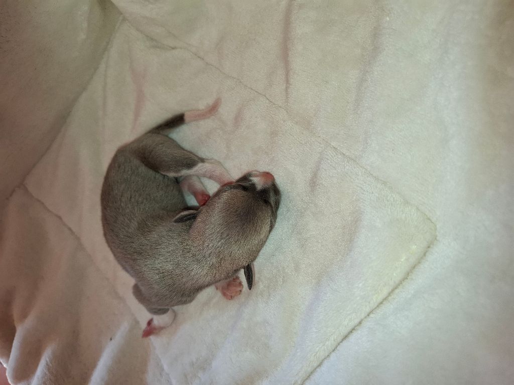 Corinne Lantais - Chiots disponibles - Whippet
